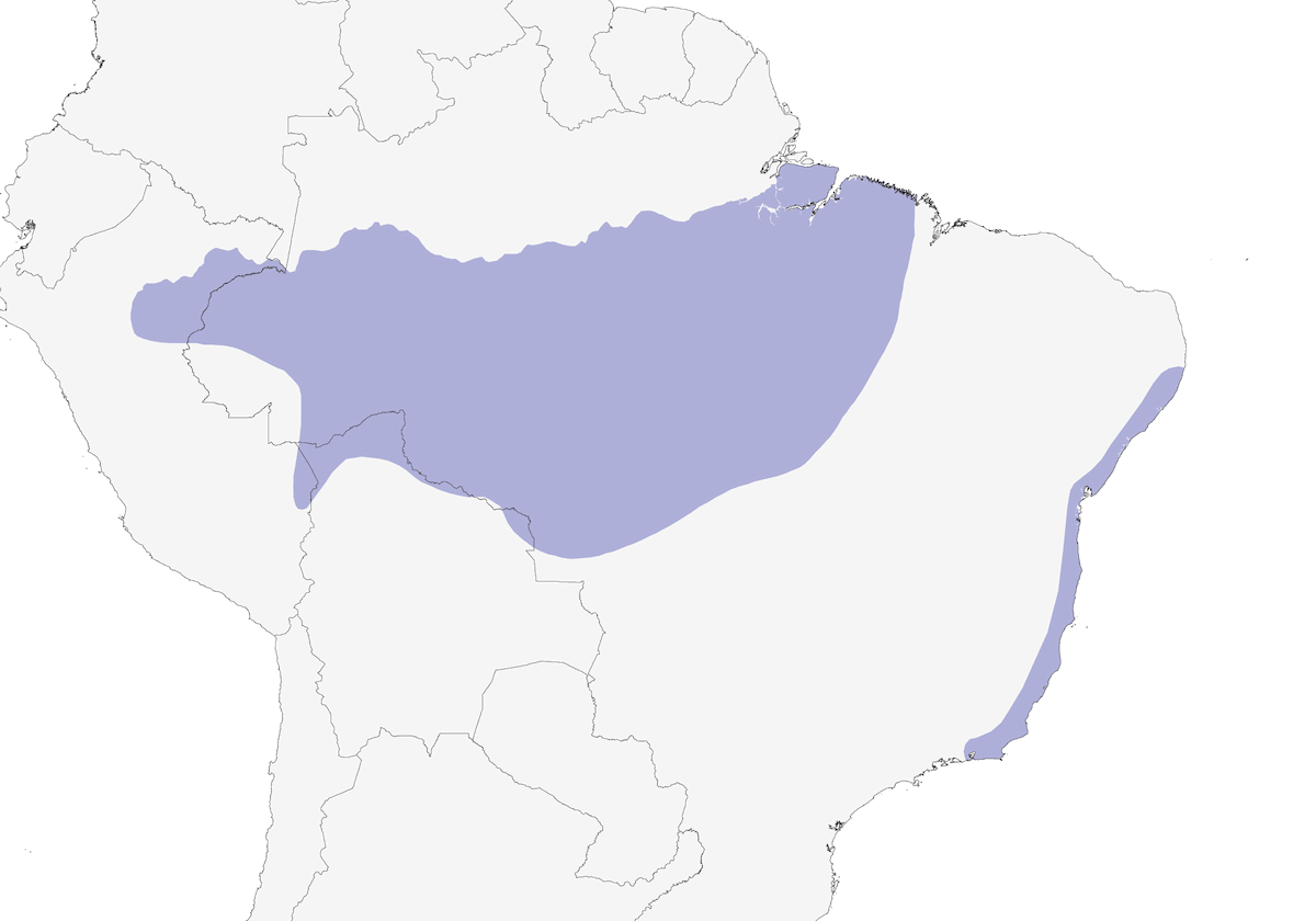 Manakin à tête rouge, Distribution 1