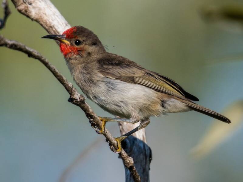 Red-headed Myzomela (Myzomela erythrocephala)