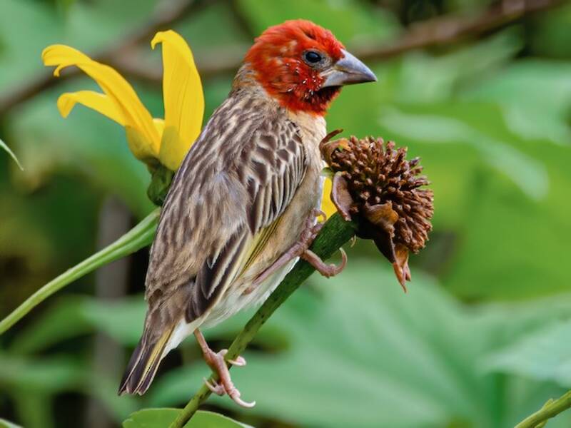 Quéléa à tête rouge, Photos 4