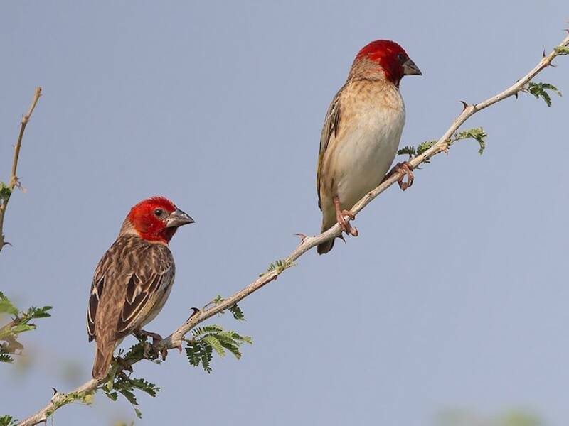 Quéléa à tête rouge, Photos 3