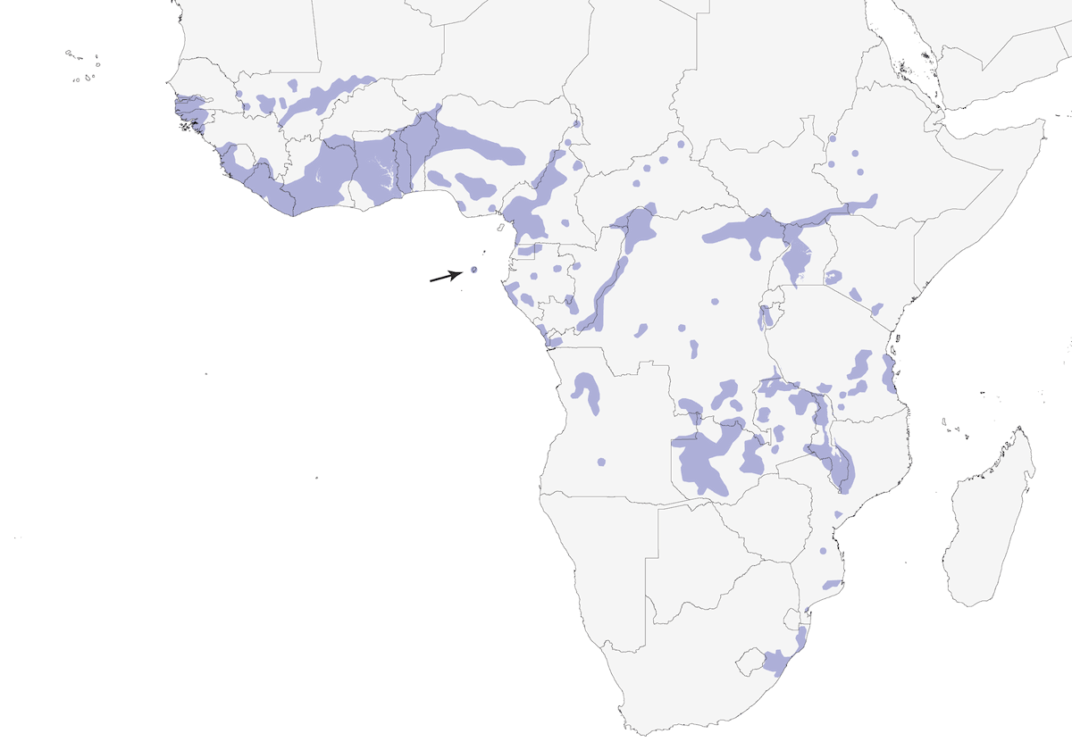 Quéléa à tête rouge, Distribution 1
