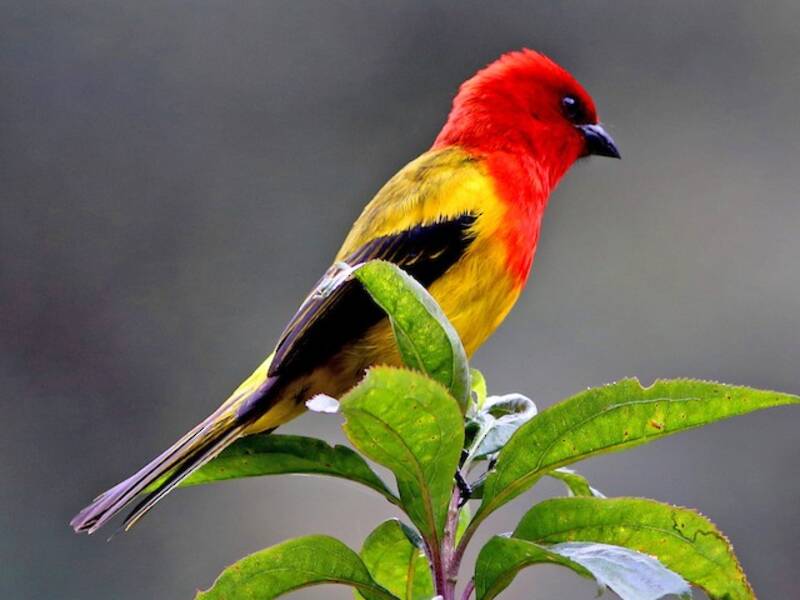 Red-hooded Tanager