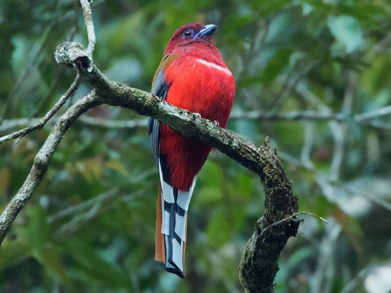 Trogon à tête rouge, Photos 3