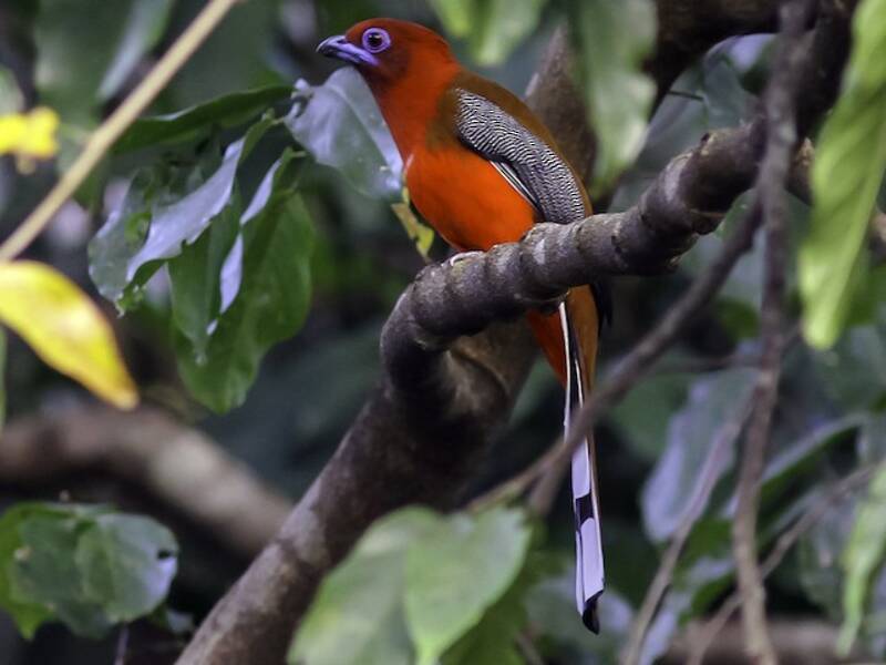 Red-headed Trogon