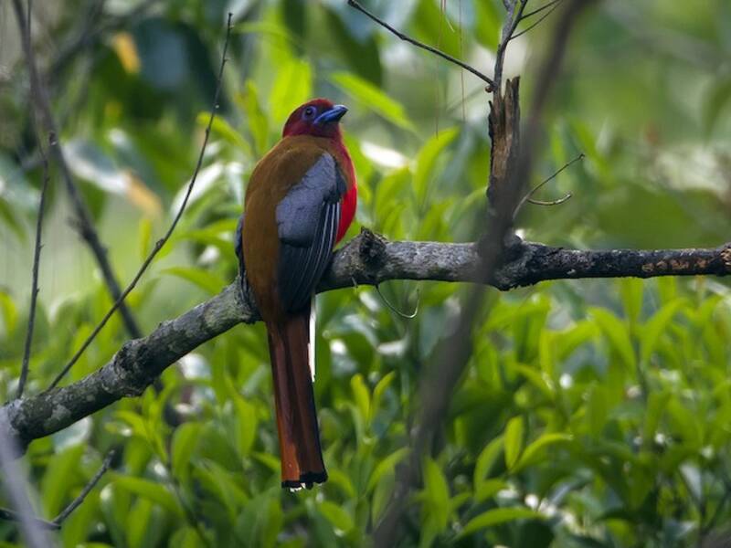 Trogon à tête rouge, Photos 4