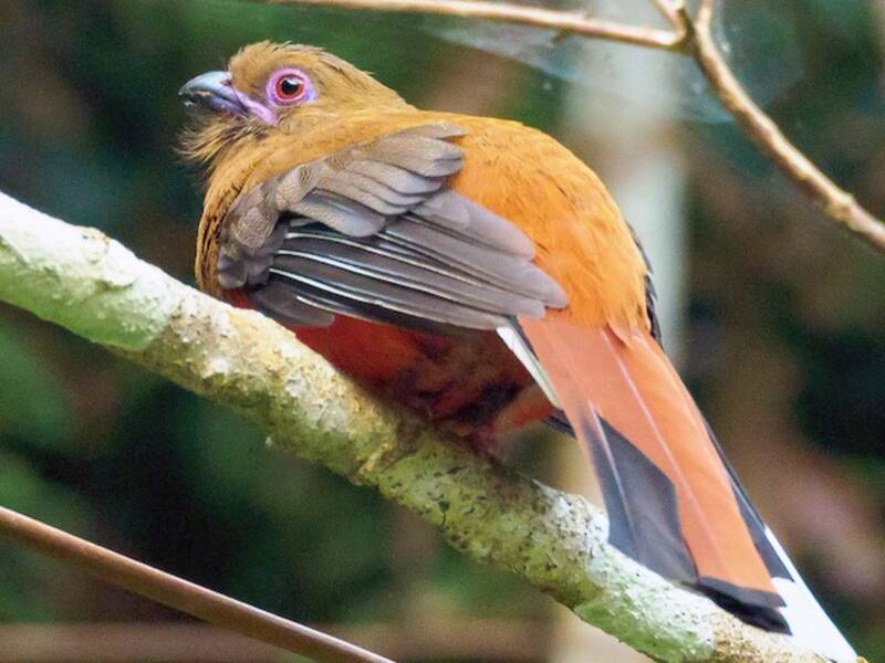 Trogon à tête rouge, Photos 2