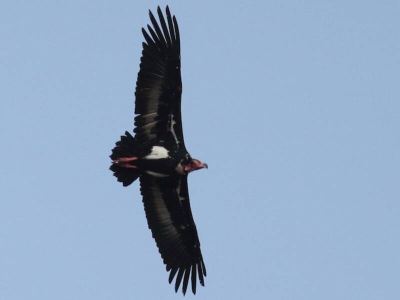 Red-headed Vulture, Photos 2