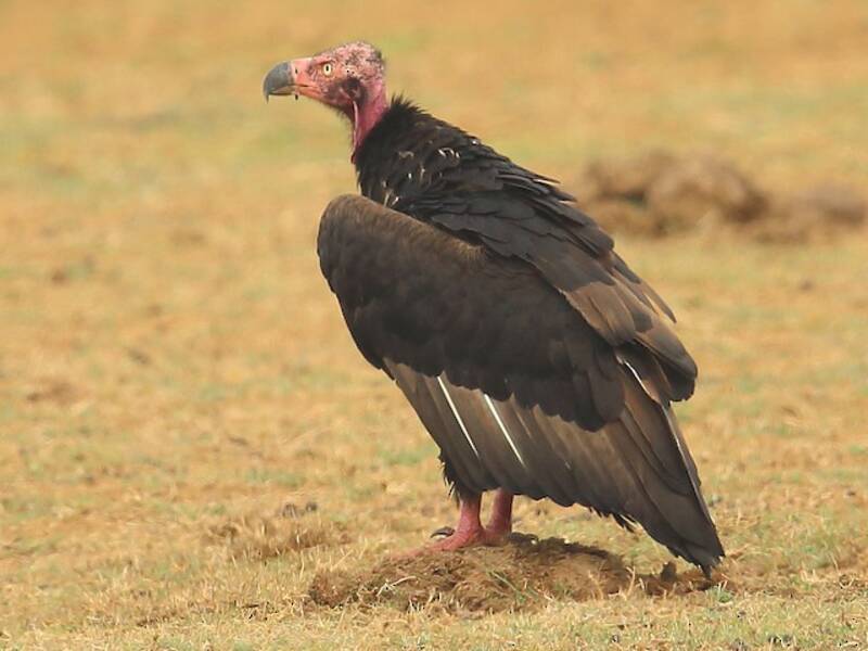 Red-headed Vulture, Photos 3