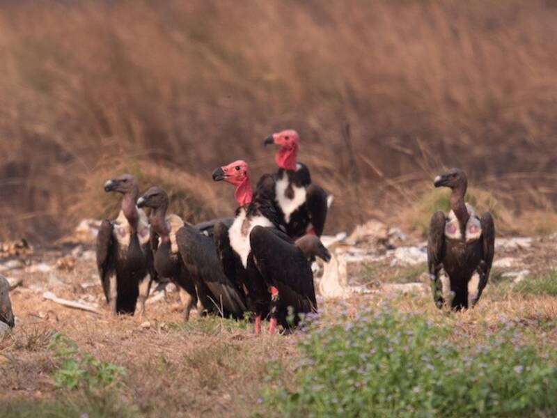 Red-headed Vulture, Photos 4
