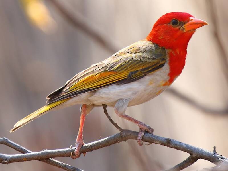Red-headed Weaver, Photos 3