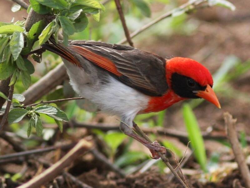 Red-headed Weaver, Photos 2