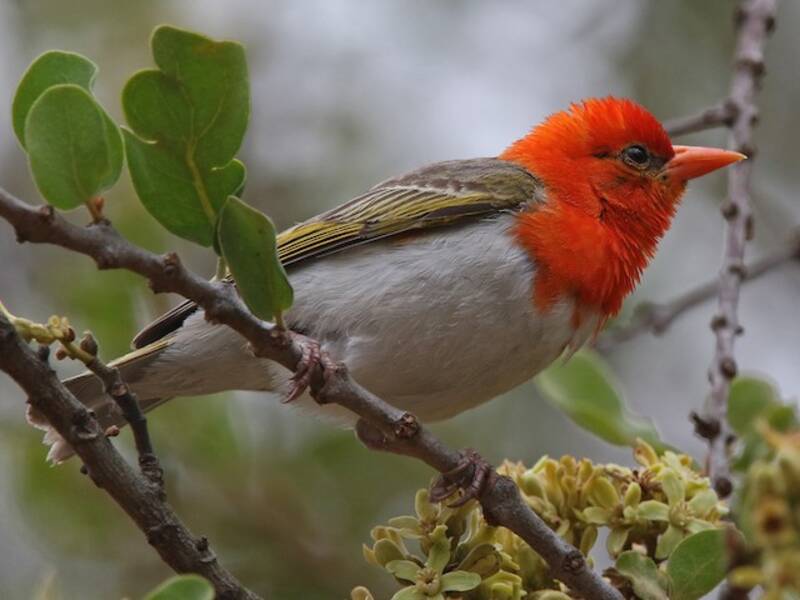 Red-headed Weaver, Photos 4