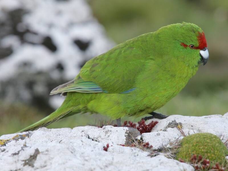 Perico de Reischek
