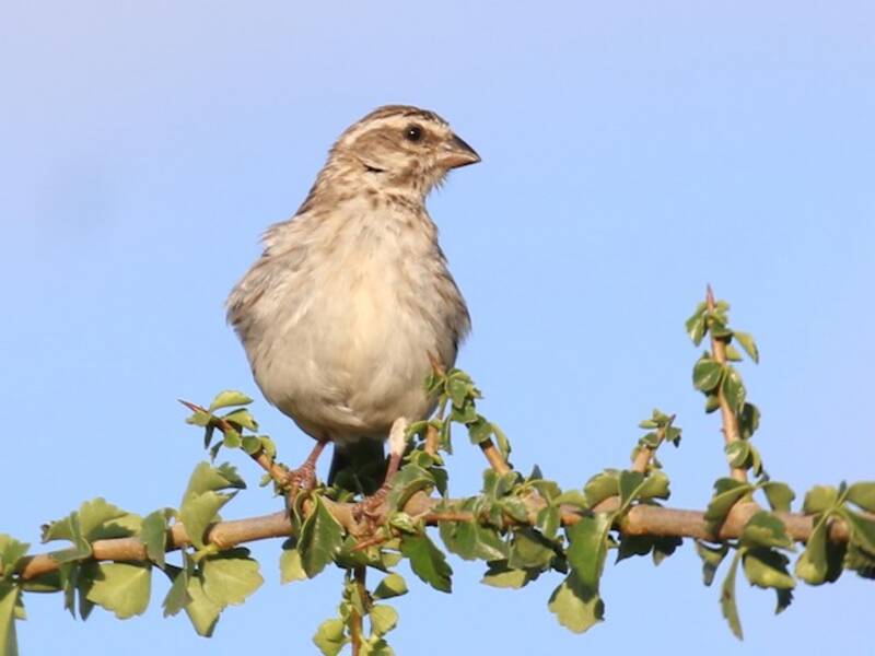 Serin de Reichard