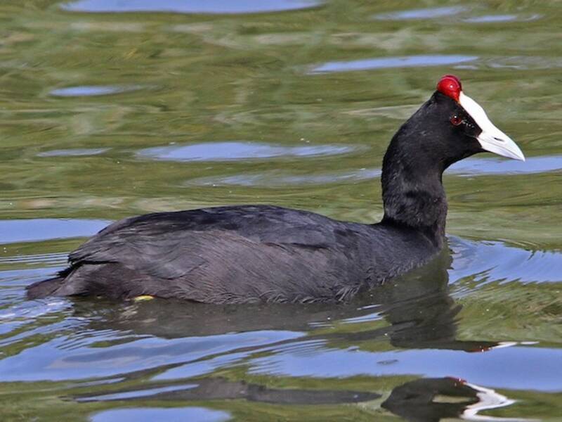 Foulque à crête rouge, Photos 4