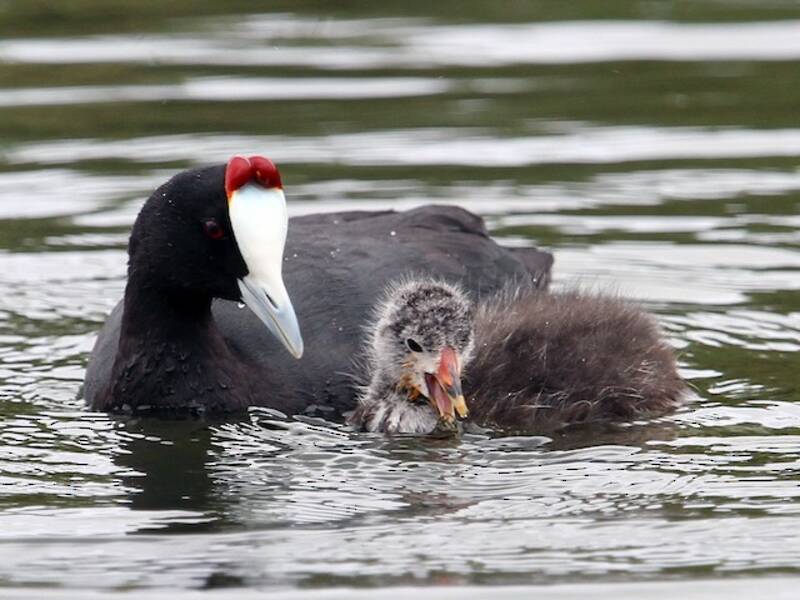 Foulque à crête rouge