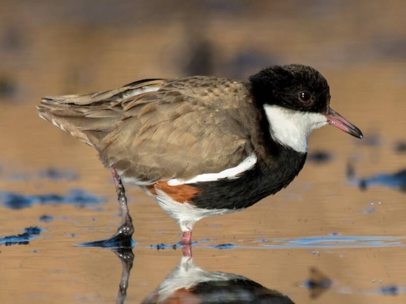 Red-kneed Dotterel, 照片 4