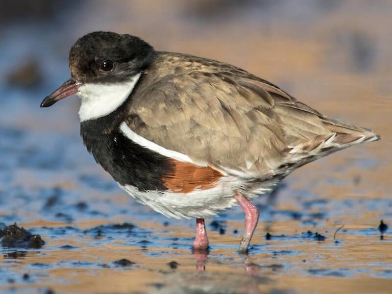 Red-kneed Dotterel