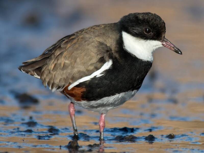 Red-kneed Dotterel, 照片 2