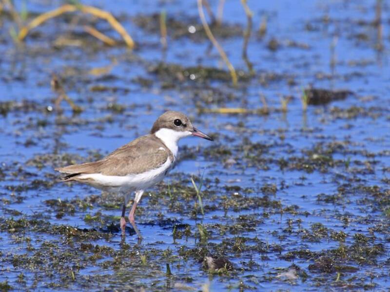 Red-kneed Dotterel, 照片 3