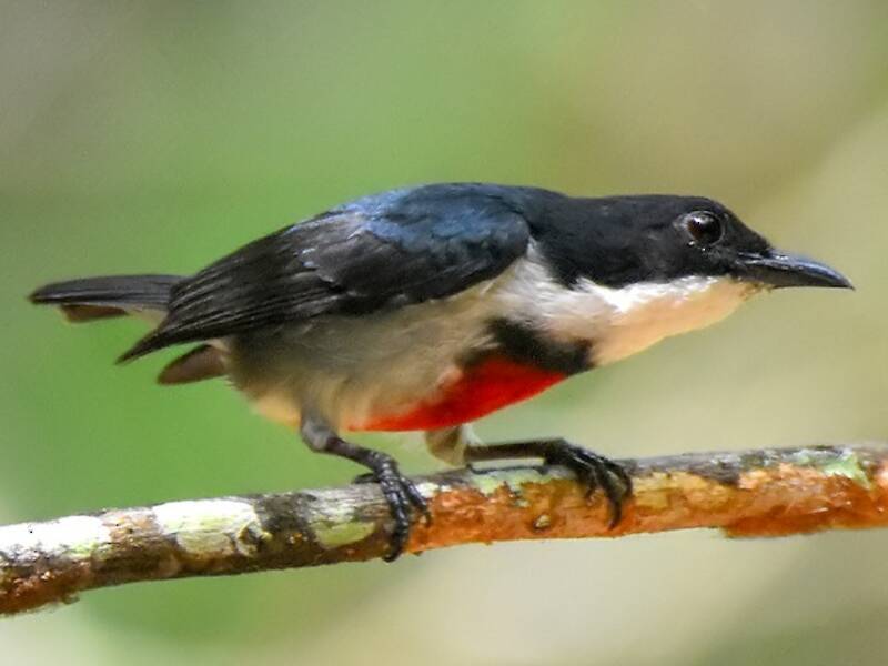 Black-belted Flowerpecker, Photos 2