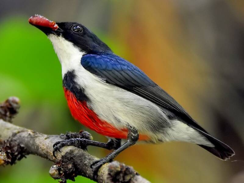 Black-belted Flowerpecker, Photos 3