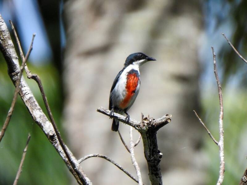 Black-belted Flowerpecker, Photos 4