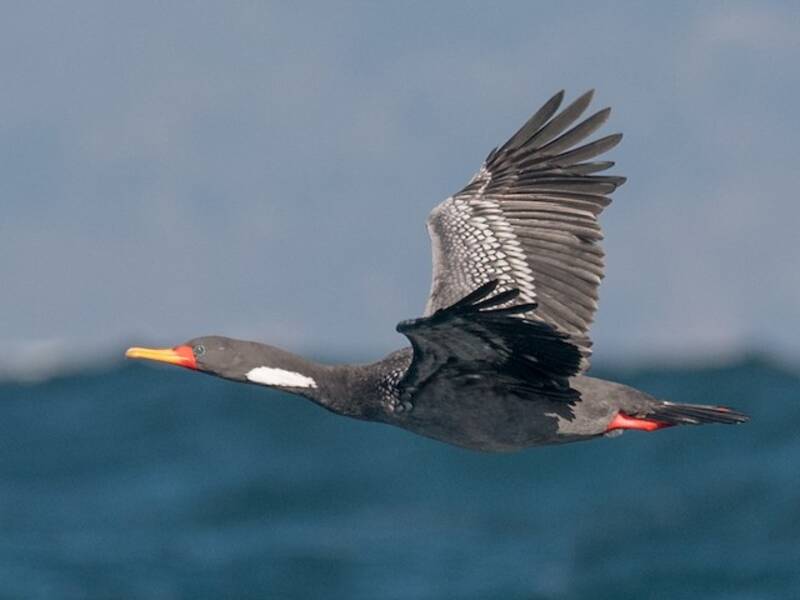 Red-legged Cormorant