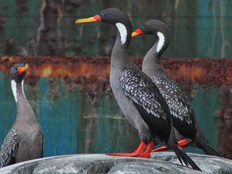 Cormoran de Gaimard, Photos 2