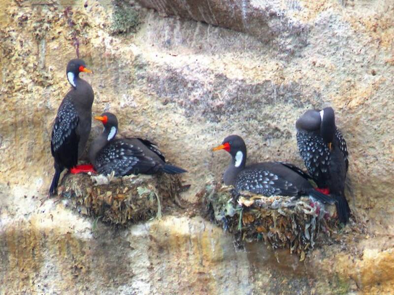 Cormoran de Gaimard, Photos 4