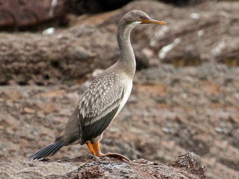 Cormoran de Gaimard, Photos 3