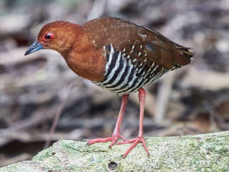 Red-legged Crake, Photos 3