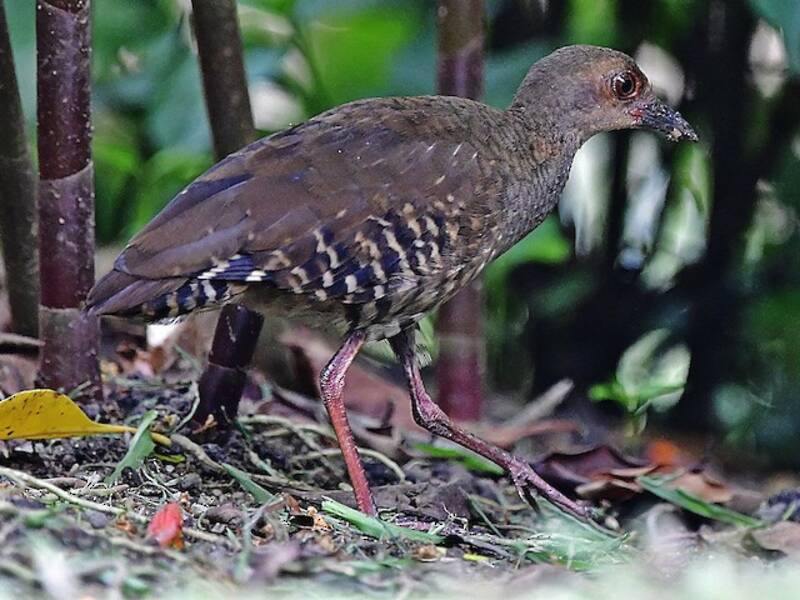 Red-legged Crake, Photos 4