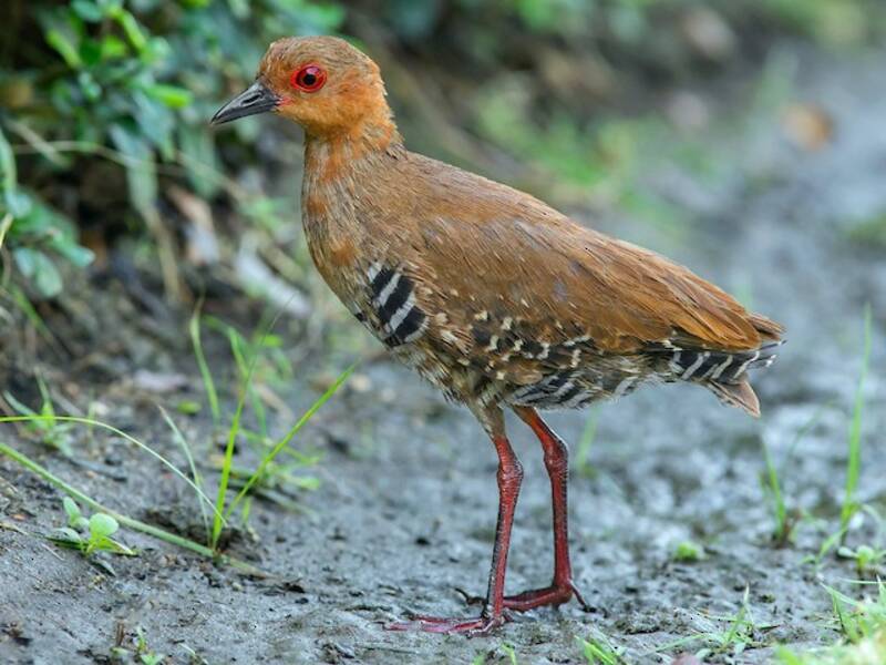 Red-legged Crake, Photos 2