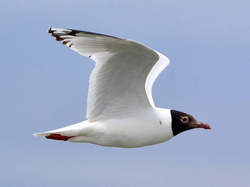 Relict Gull, 照片 3