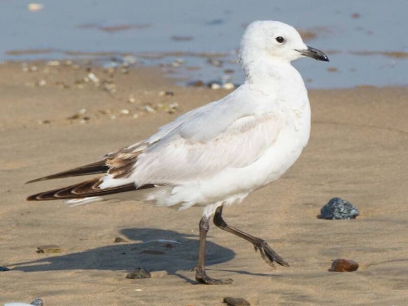 Mouette relique
