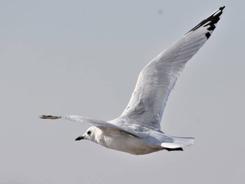 Relict Gull, 照片 4