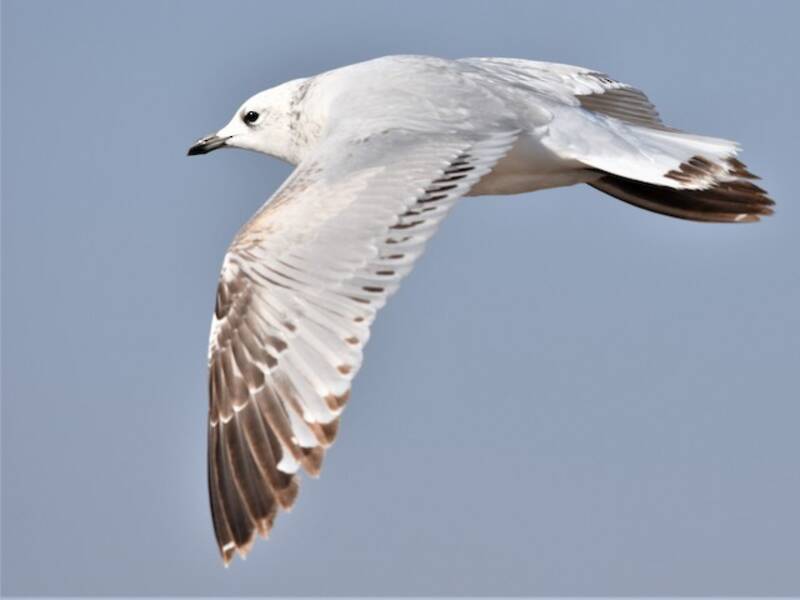 Relict Gull, 照片 2