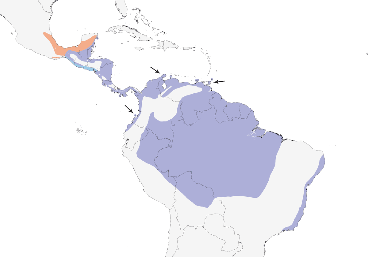 Mielero patirrojo, Distribución 1