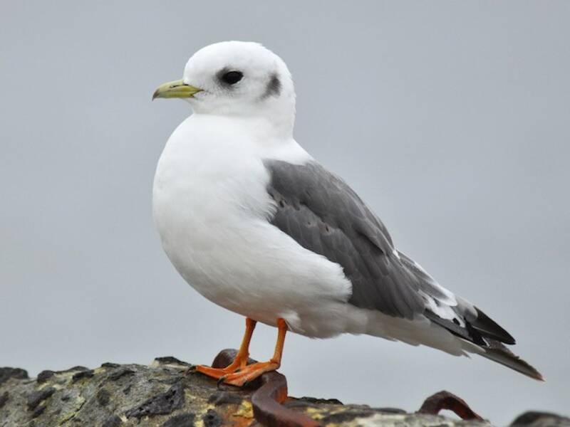 Mouette des Glaciers, Photos 4