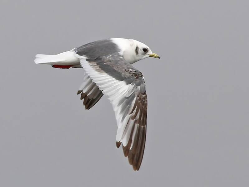 Mouette des Glaciers, Photos 2