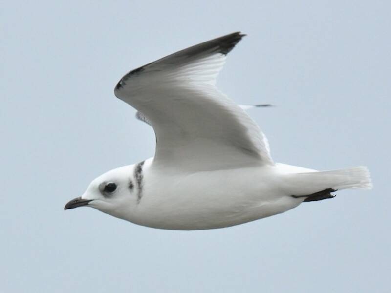 Mouette des Glaciers