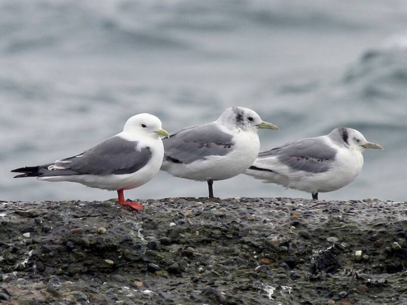 Mouette des Glaciers, Photos 3