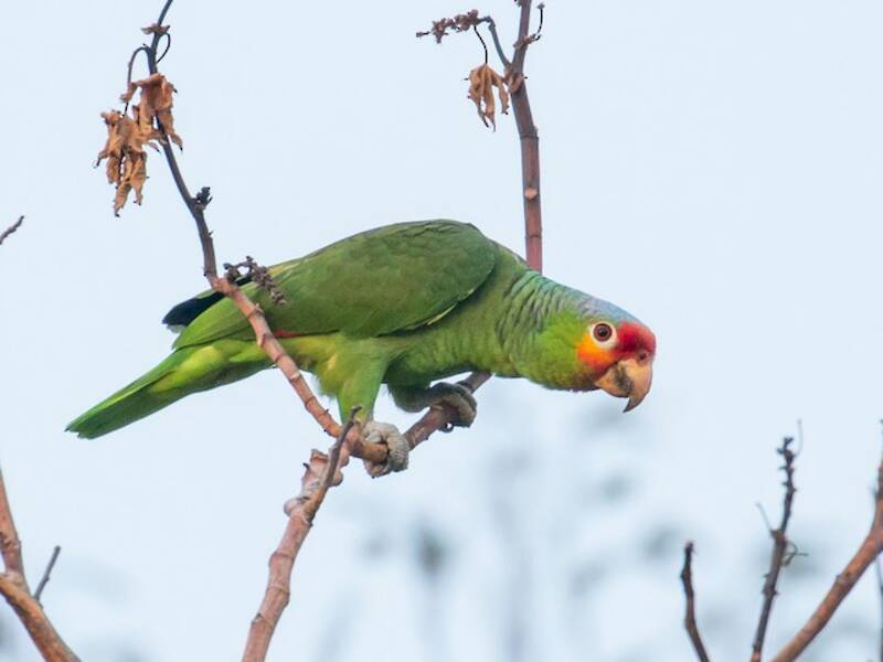 Loro Frentirrojo, Fotos 2