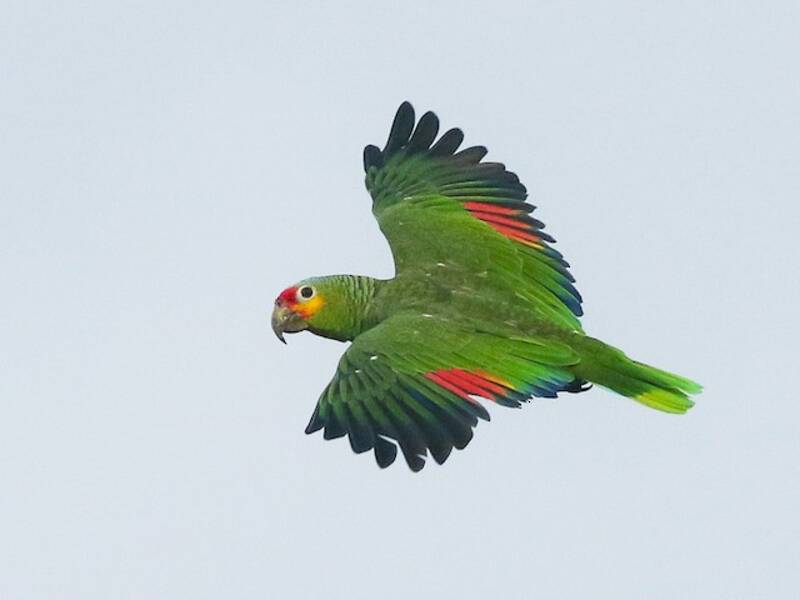 Loro Frentirrojo