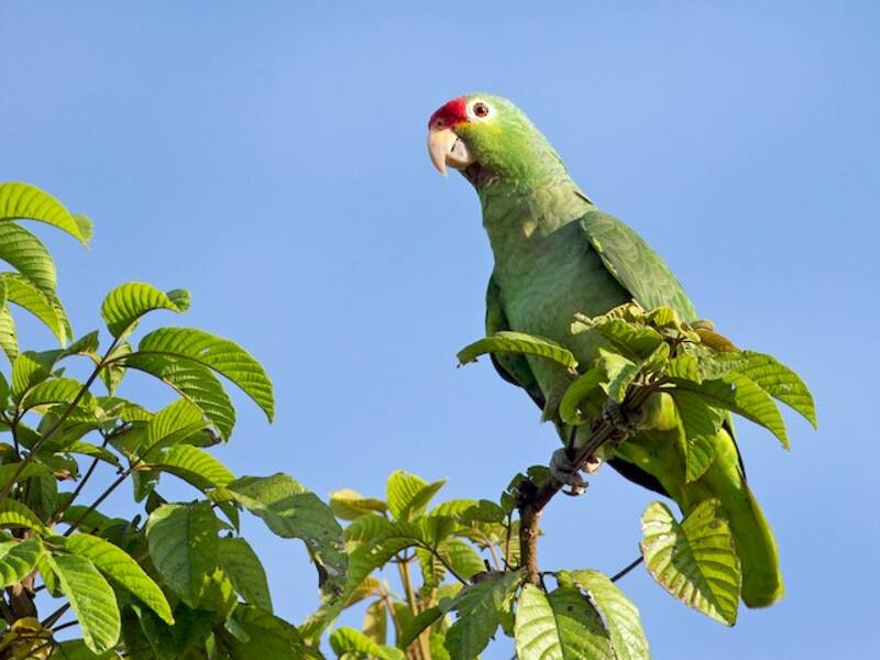 Loro Frentirrojo, Fotos 4