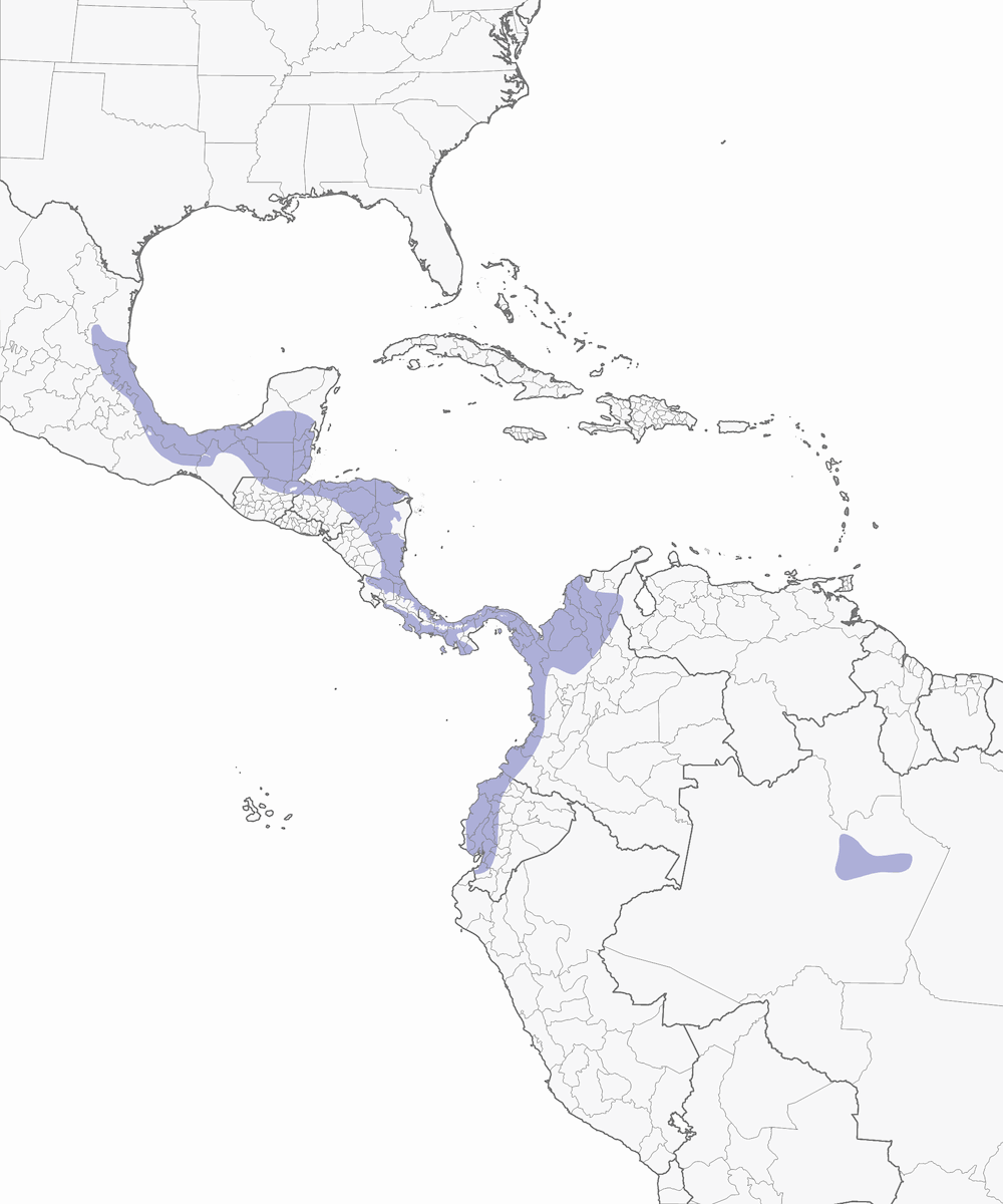 Loro Frentirrojo, Distribución 1