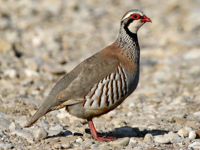 Red-legged Partridge, 照片 4