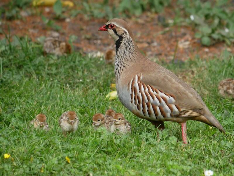 Red-legged Partridge, 照片 2