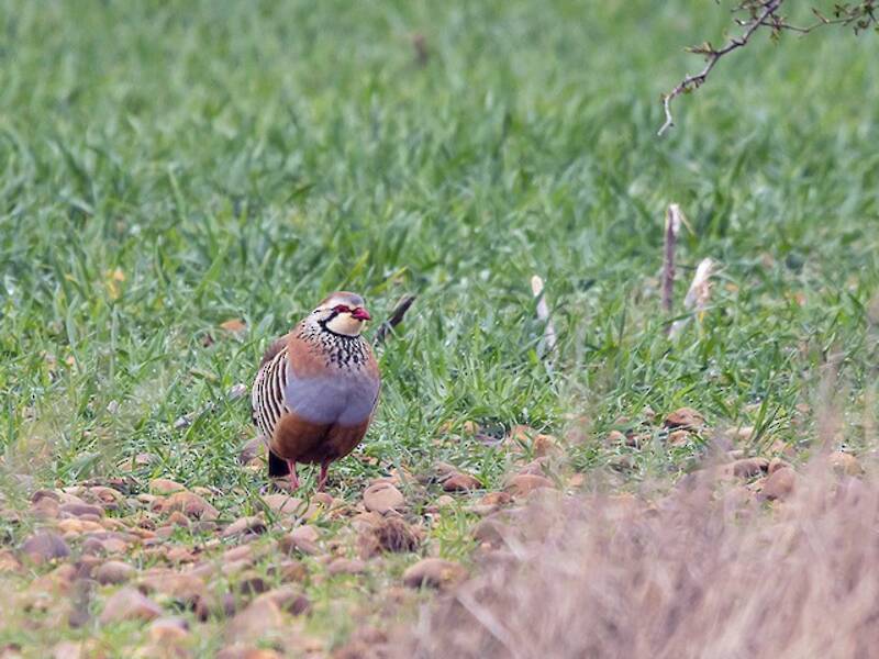 Red-legged Partridge, 照片 3